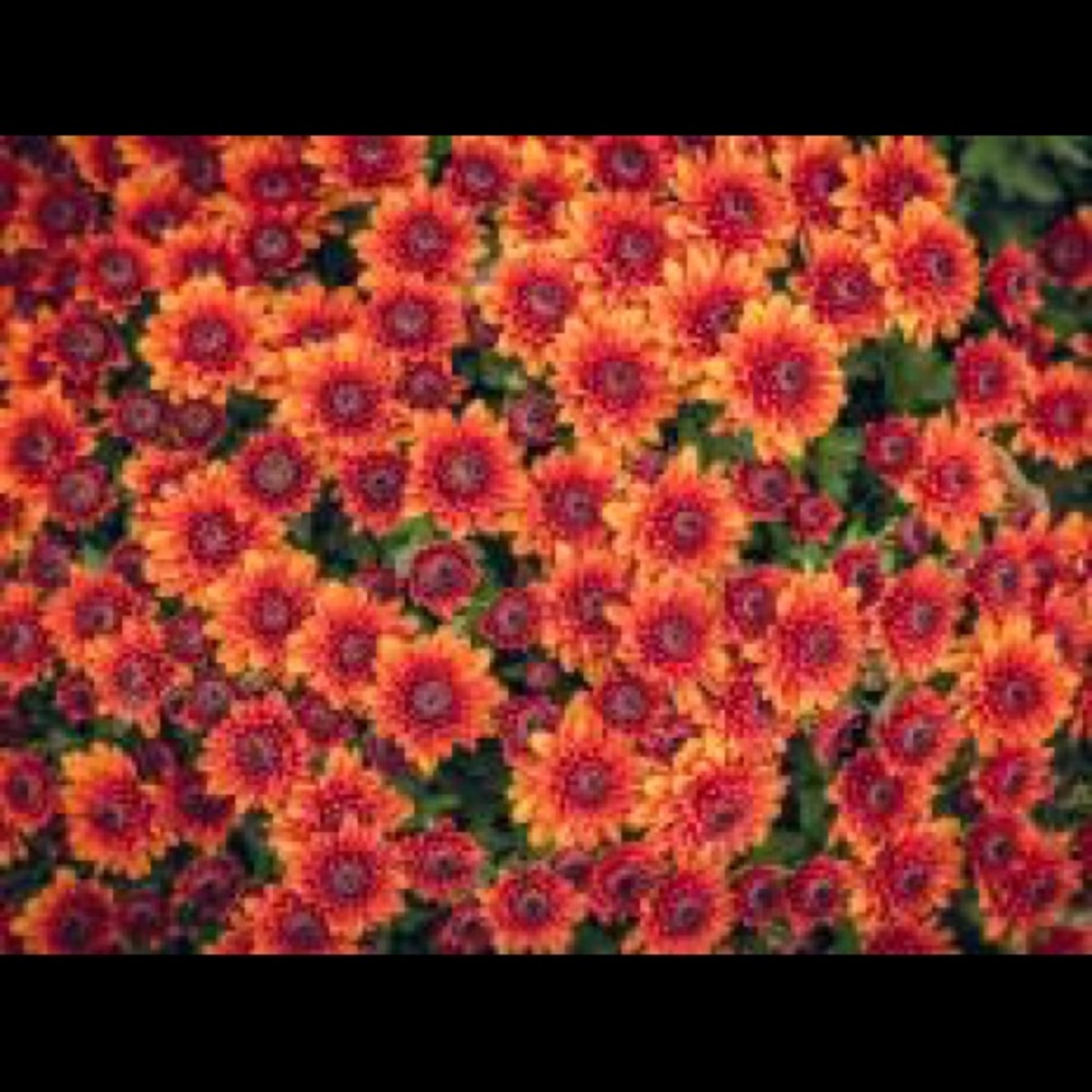 Meet your Posher, Lynette